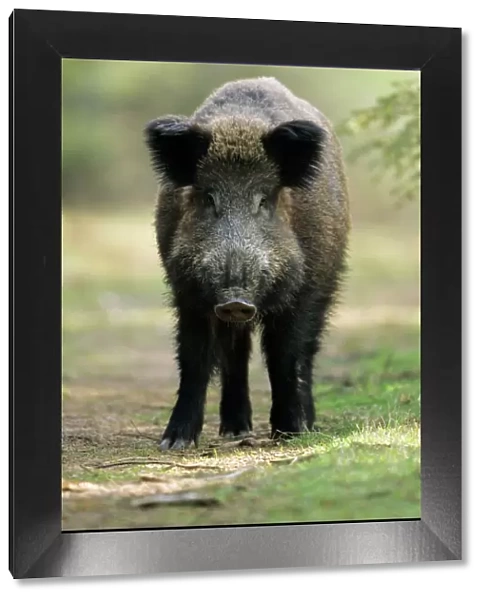 Wild Pig - sow alert on forest track Hessen, Germany