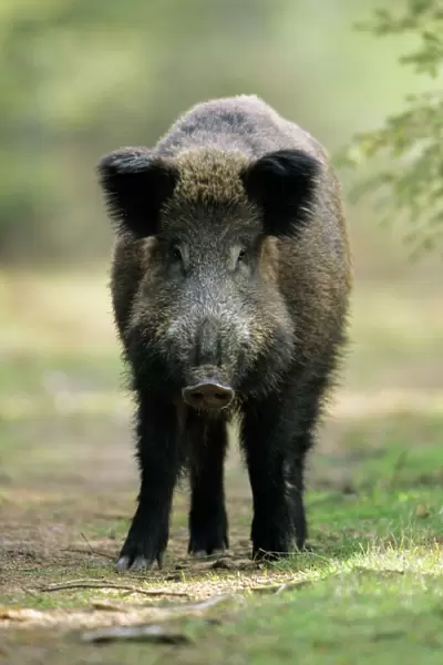 Wild Pig - sow alert on forest track Hessen, Germany