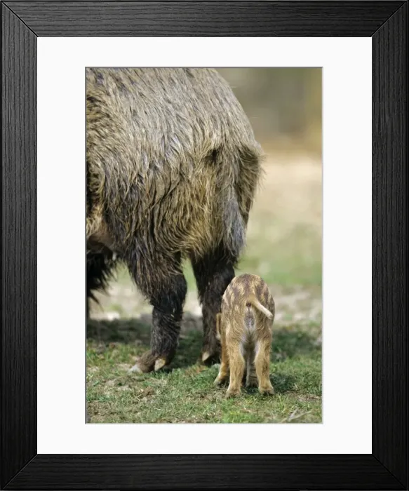 Framed Print : Wild Pig - sow and piglet, from behind. Hessen, Germany Framed Print : Wild Pig - sow and piglet, from behind. Hessen, Germany