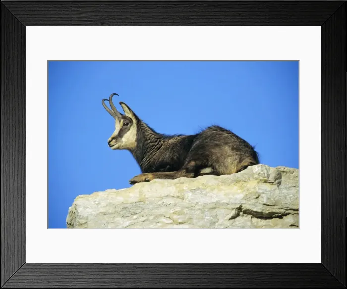 Framed Print : Chamois - male resting on rocky ledge, Bavarian Alps, Germany Framed Print : Chamois - male resting on rocky ledge, Bavarian Alps, Germany