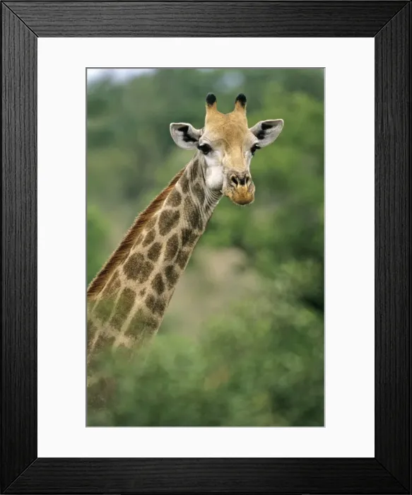 Framed Print : Southern Giraffe - portrait, Kruger national park, S. Africa Framed Print : Southern Giraffe - portrait, Kruger national park, S. Africa