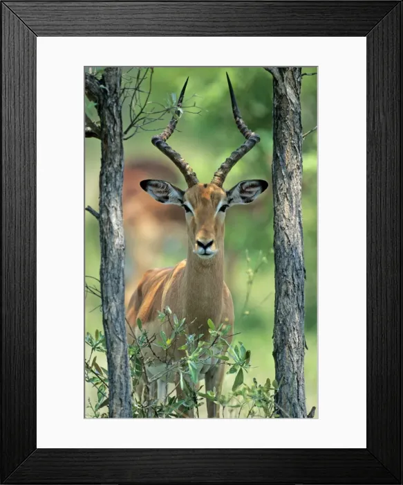 Framed Print : Impala - buck standing between 2 trees, Kruger national park, S. Africa Framed Print : Impala - buck standing between 2 trees, Kruger national park, S. Africa