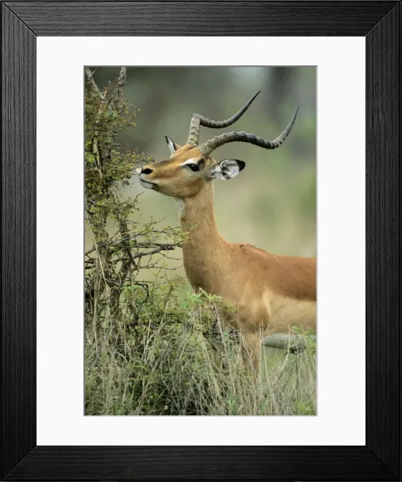 Framed Print : Impala - buck, with lip caught on thorny bush, Kruger national park, S. Africa Framed Print : Impala - buck, with lip caught on thorny bush, Kruger national park, S. Africa