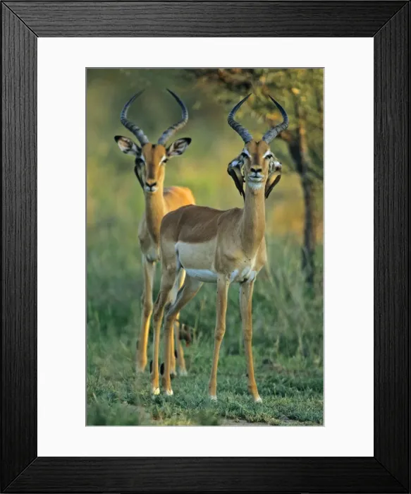 Framed Print : Impala - With Red-billed Oxpeckers (Buphagus erythrorhynchus) on ears, Kruger, S. Africa Framed Print : Impala - With Red-billed Oxpeckers (Buphagus erythrorhynchus) on ears, Kruger, S. Africa