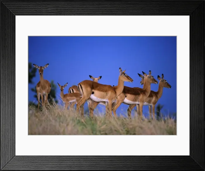 Framed Print : Impala - herd alert to approaching thunder, Kruger national park, S. Africa Framed Print : Impala - herd alert to approaching thunder, Kruger national park, S. Africa