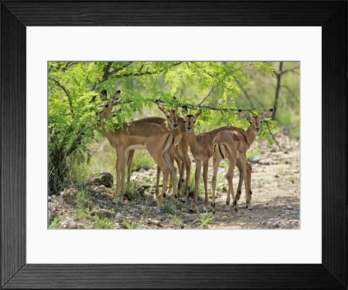 Framed Print : Impala - fawns seeking shadow of bush, Kruger national park, S. Africa Framed Print : Impala - fawns seeking shadow of bush, Kruger national park, S. Africa