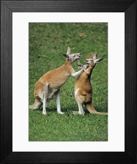 Framed Print : Red Kangaroo - 2 animals boxing, Emmen, Holland Framed Print : Red Kangaroo - 2 animals boxing, Emmen, Holland