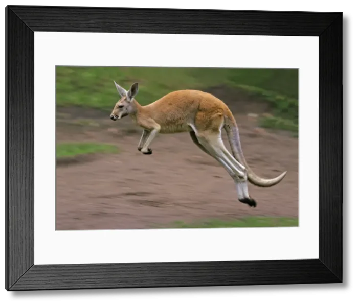 Framed Print : Red Kangaroo - in motion, leaping, Emmen, Holland Framed Print : Red Kangaroo - in motion, leaping, Emmen, Holland