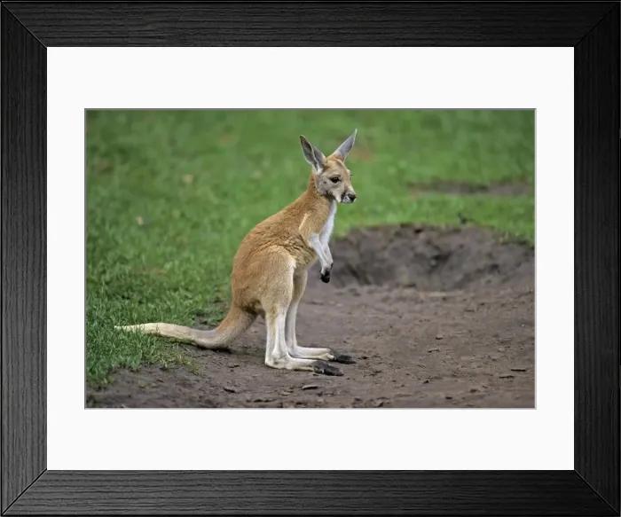 Framed Print : Red Kangaroo - joey or young animal, Emmen, Holland Framed Print : Red Kangaroo - joey or young animal, Emmen, Holland