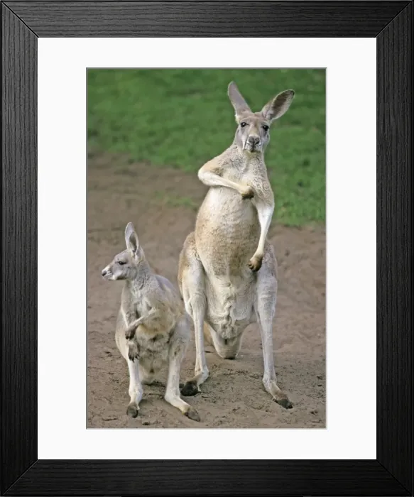 Framed Print : Red Kangaroo - mother with young animal or joey, Emmen, Holland Framed Print : Red Kangaroo - mother with young animal or joey, Emmen, Holland