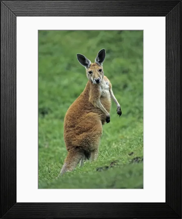 Framed Print : Red Kangaroo - portrait of young animal or joey, Emmen, Holland Framed Print : Red Kangaroo - portrait of young animal or joey, Emmen, Holland