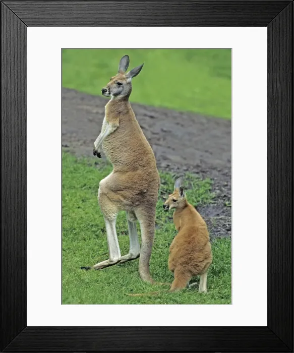 Framed Print : Red Kangaroo - mother with young animal or joey, Emmen, Holland Framed Print : Red Kangaroo - mother with young animal or joey, Emmen, Holland