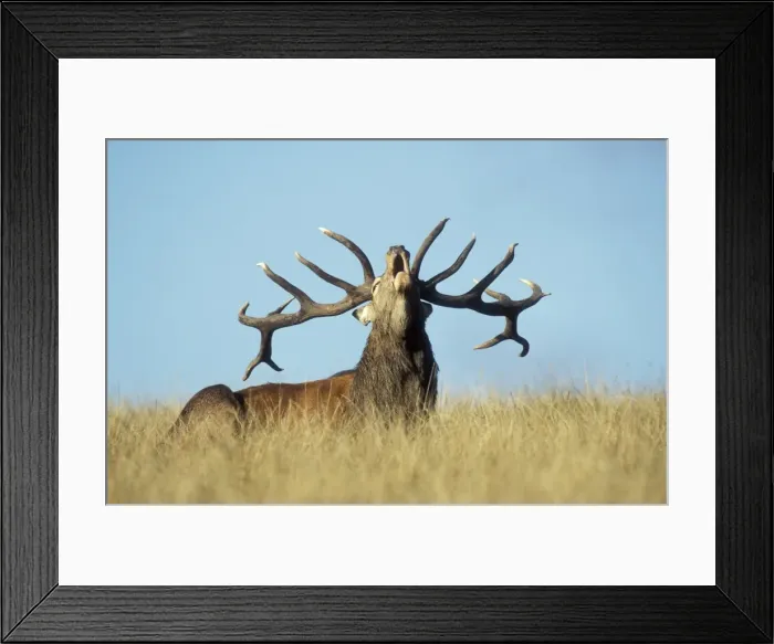 Framed Print : Red Deer Stag roaring during rutting season Framed Print : Red Deer Stag roaring during rutting season