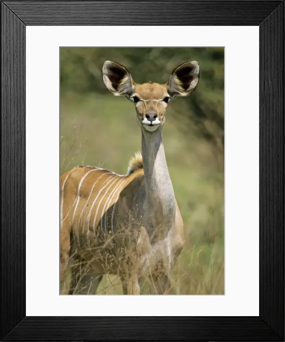 Framed Print : Lesser Kudu - Female, portrait, Kruger national park, S. Africa Framed Print : Lesser Kudu - Female, portrait, Kruger national park, S. Africa
