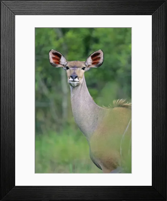 Framed Print : Lesser Kudu - Female, portrait, Kruger national park, S. Africa Framed Print : Lesser Kudu - Female, portrait, Kruger national park, S. Africa