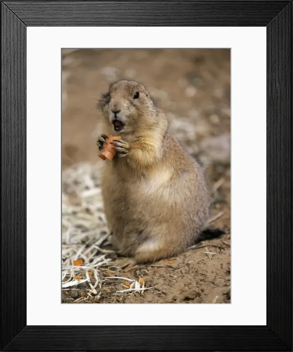 Framed Print : Black-tailed Prairie Dog - eating carrot, Emmen, Holland Framed Print : Black-tailed Prairie Dog - eating carrot, Emmen, Holland