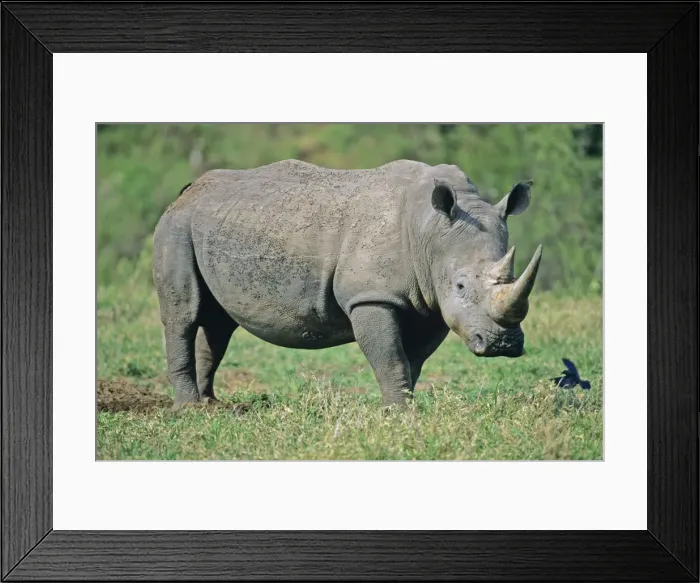 Framed Print : White Rhinoceros / Square-lipped rhino - Kruger national park, S. Africa Framed Print : White Rhinoceros / Square-lipped rhino - Kruger national park, S. Africa