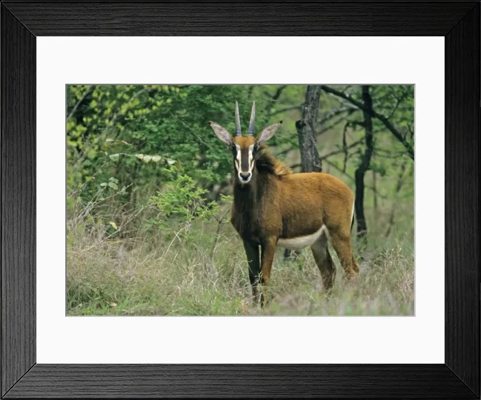 Framed Print : Sable Antelope - young buck, Kruger national park, S. Africa Framed Print : Sable Antelope - young buck, Kruger national park, S. Africa