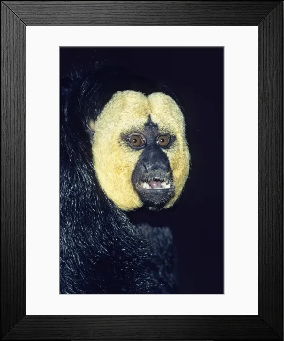 Framed Print : White-faced Saki- portrait of male, Apeldoorn, Holland Framed Print : White-faced Saki- portrait of male, Apeldoorn, Holland
