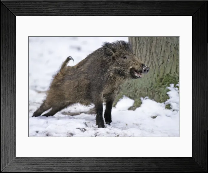 Framed Print : Wild Pig - young animal stretching itself, in snow, Hessen, Germany Framed Print : Wild Pig - young animal stretching itself, in snow, Hessen, Germany