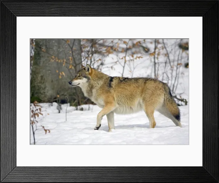 Framed Print : European Wolf - alert in snow, Bavaria, Germany Framed Print : European Wolf - alert in snow, Bavaria, Germany