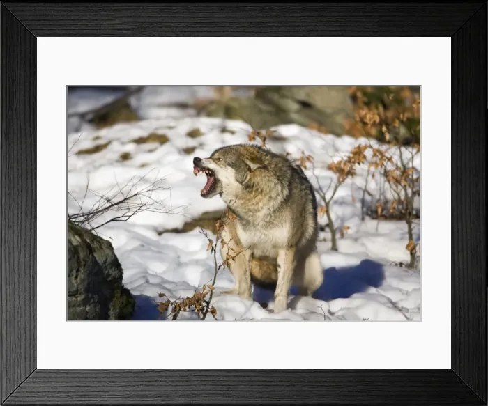 Framed Print : European Wolf - in snow, snarling, Bavaria, Germany Framed Print : European Wolf - in snow, snarling, Bavaria, Germany