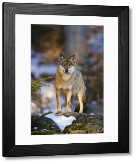Framed Print : European Wolf - portrait, in snow, Bavaria, Germany Framed Print : European Wolf - portrait, in snow, Bavaria, Germany