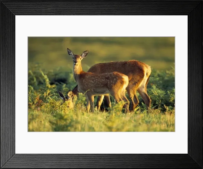 Framed Print : Red Deer - hind with calf Framed Print : Red Deer - hind with calf