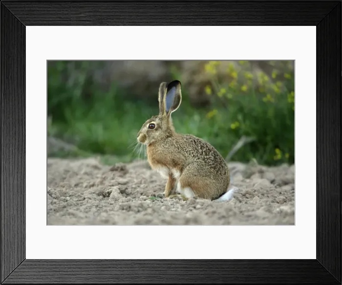 Framed Print : Iberian Hare - young animal, Alentejo, Portugal Framed Print : Iberian Hare - young animal, Alentejo, Portugal
