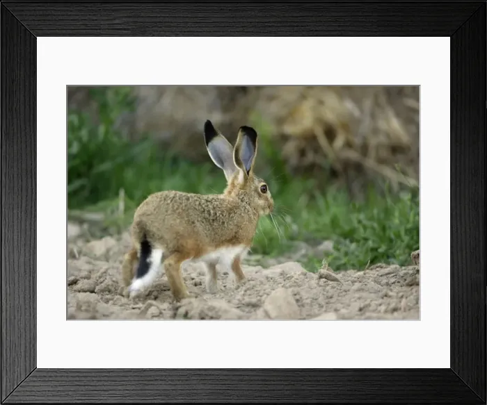 Framed Print : Iberian Hare - young animal, Alentejo, Portugal Framed Print : Iberian Hare - young animal, Alentejo, Portugal