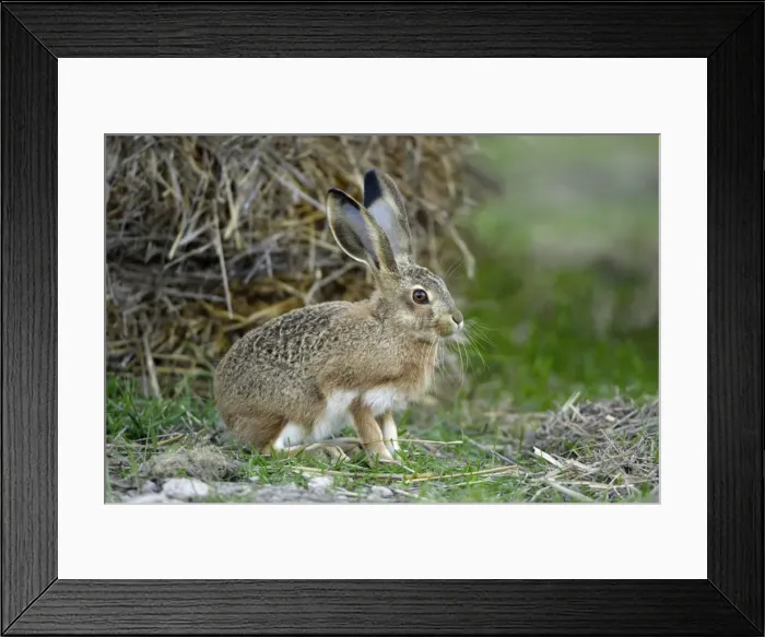 Framed Print : Iberian Hare - young animal, Alentejo, Portugal Framed Print : Iberian Hare - young animal, Alentejo, Portugal