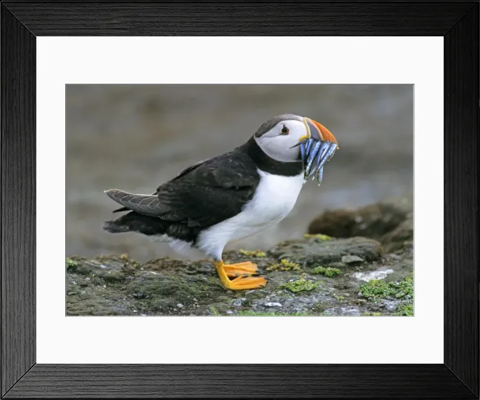 Framed Print : Puffin - with sandeels in bill, Farne islands, England Framed Print : Puffin - with sandeels in bill, Farne islands, England
