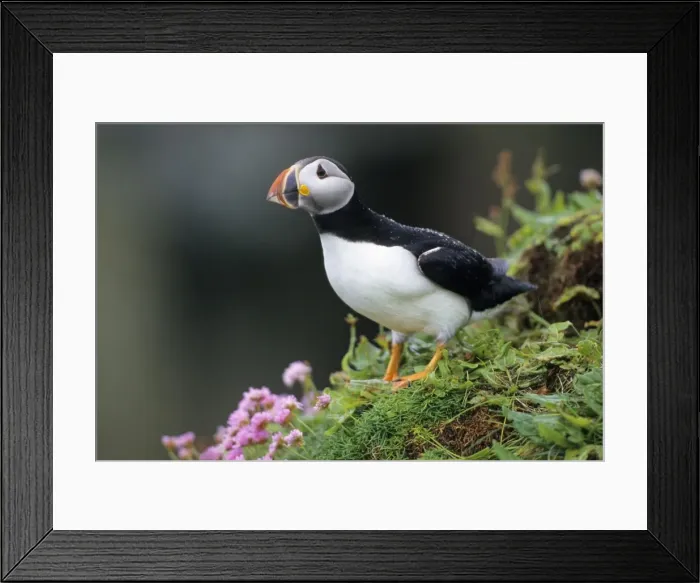 Framed Print : Puffin - Handa island, Scotland Framed Print : Puffin - Handa island, Scotland
