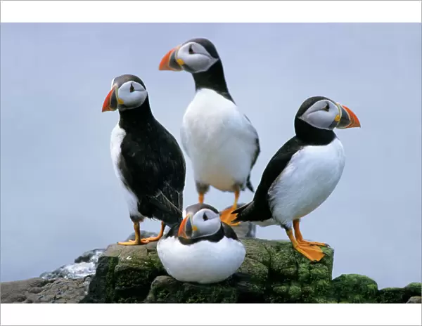 Puffin - birds resting on rocks, Farne islands, England