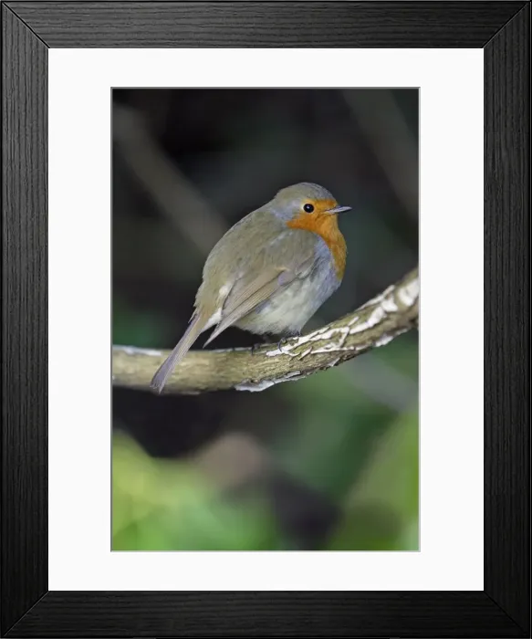 Framed Print : Robin - perched on branch, Lower Saxony, Germany Framed Print : Robin - perched on branch, Lower Saxony, Germany