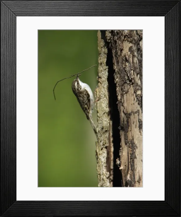 Framed Print : Tree Creeper - with nest material in beak, Lower Saxony, Germany Framed Print : Tree Creeper - with nest material in beak, Lower Saxony, Germany
