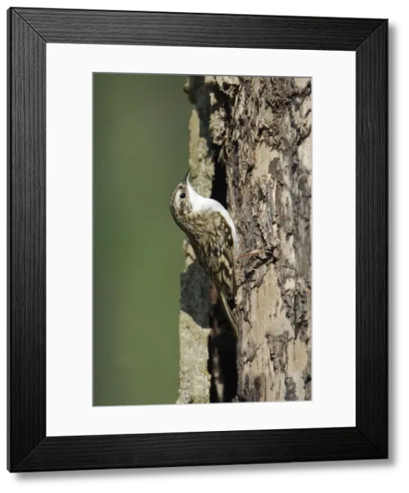 Framed Print : Tree Creeper - on tree stem, Lower Saxony, Germany Framed Print : Tree Creeper - on tree stem, Lower Saxony, Germany