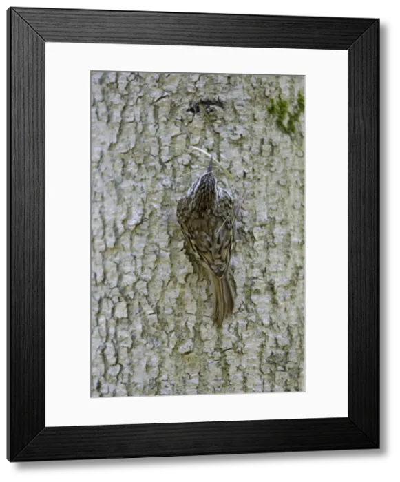 Framed Print : Tree Creeper - back view, with nest material in beak, Lower Saxony, Germany Framed Print : Tree Creeper - back view, with nest material in beak, Lower Saxony, Germany