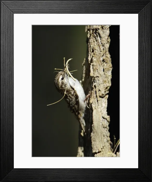 Framed Print : Tree Creeper - with nest material in beak, Lower Saxony, Germany Framed Print : Tree Creeper - with nest material in beak, Lower Saxony, Germany