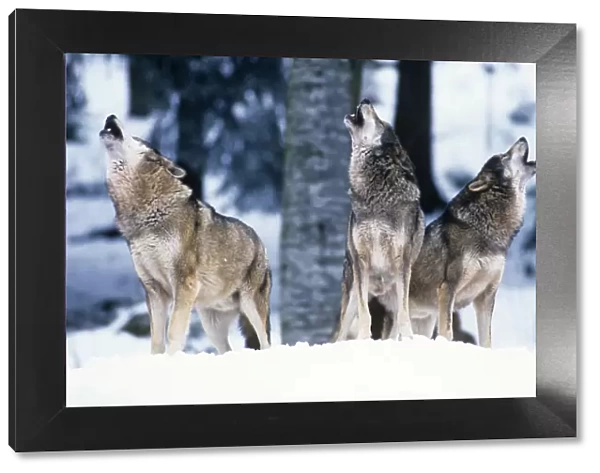 European Wolf - howling, social contact  /  behaviour