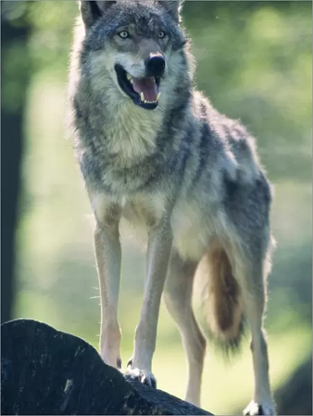 Europepean Wolf