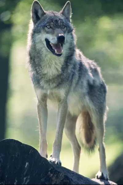 Europepean Wolf