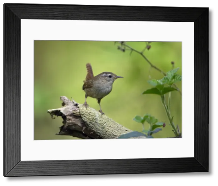 Framed Print : Wren - perched on tree root, Lower Saxony, Germany Framed Print : Wren - perched on tree root, Lower Saxony, Germany