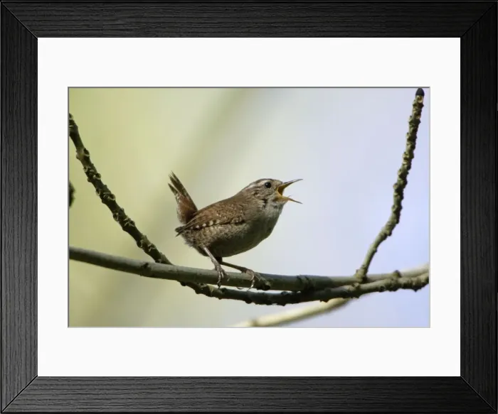 Framed Print : Wren - singing in spring, Lower Saxony, Germany Framed Print : Wren - singing in spring, Lower Saxony, Germany