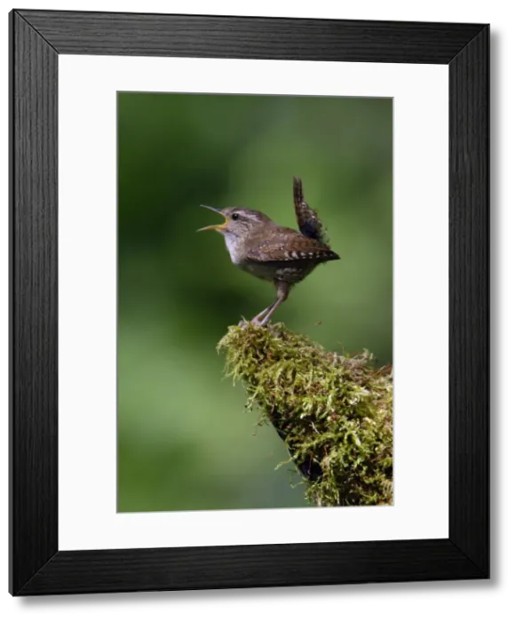 Framed Print : Wren - singing in spring, Lower Saxony, Germany Framed Print : Wren - singing in spring, Lower Saxony, Germany