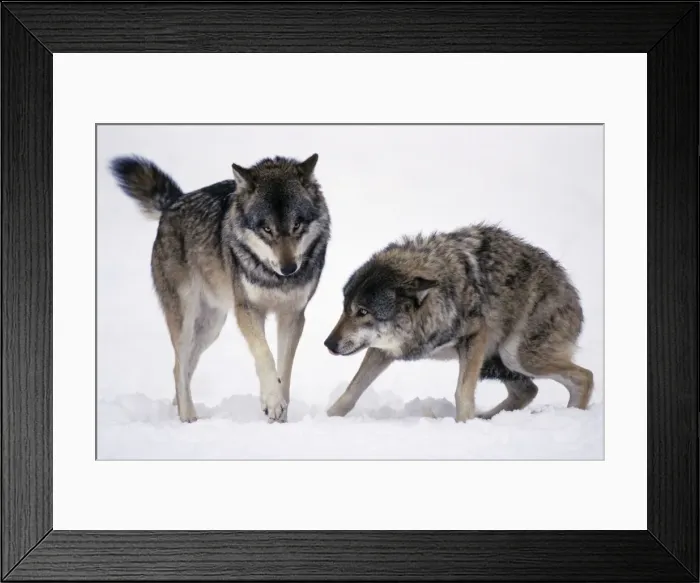 Framed Print : European Wolf - 2 animals in snow, one showing submissive behaviour, Bavaria, Germany Framed Print : European Wolf - 2 animals in snow, one showing submissive behaviour, Bavaria, Germany