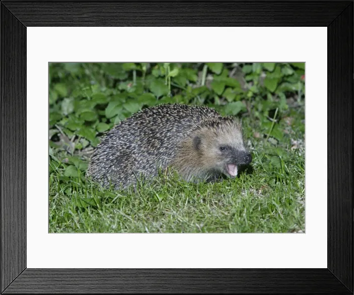 Framed Print : Hedgehog - feeding in garden at night, Lower Saxony, Germany Framed Print : Hedgehog - feeding in garden at night, Lower Saxony, Germany