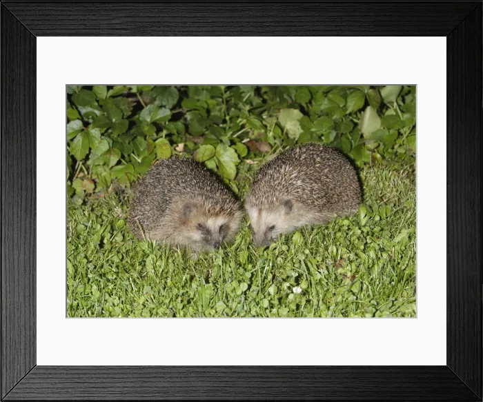 Framed Print : Hedgehog - pair feeding in garden at night, Lower Saxony, Germany Framed Print : Hedgehog - pair feeding in garden at night, Lower Saxony, Germany
