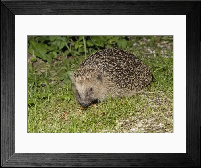 Framed Print : Hedgehog - searching for food in garden at night, Lower Saxony, Germany Framed Print : Hedgehog - searching for food in garden at night, Lower Saxony, Germany