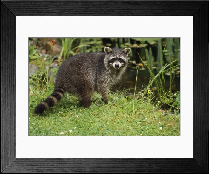 Framed Print : Racoon - at garden pond